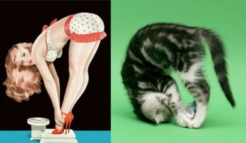 коты позируют в стиле девушек с пин-ап плакатов ,прикольные картинки,приколы